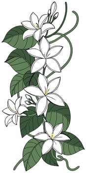 close-up the flowers of the Jasmine arranged beautifully, decorated with vines, suitable as an illustration background for a poster vector
