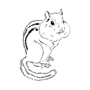 Brave Chipmunk black and white sketch vector