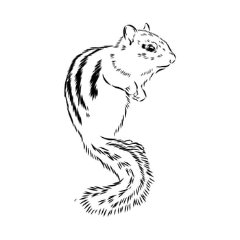 striped mischievous chipmunk black and white sketch vector