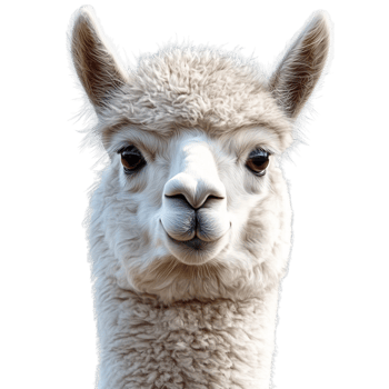 A close up of a llama's face png