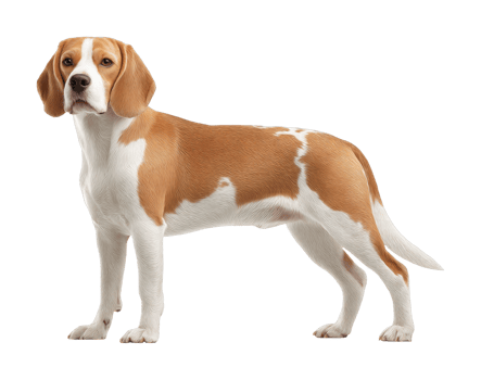 Full body portrait of a standing beagle dog png