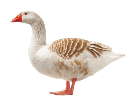 Majestic domestic goose standing tall with orange beak and feathers png