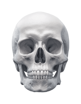 Detailed human skull anatomy with front view png