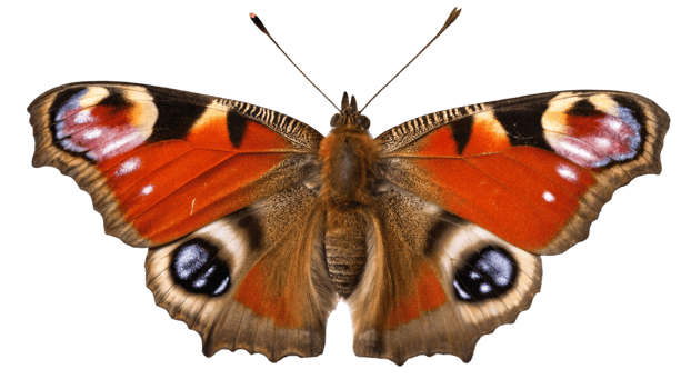 A butterfly with large eyes and a large red and black body png