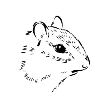 striped rodent chipmunk black and white drawing vector