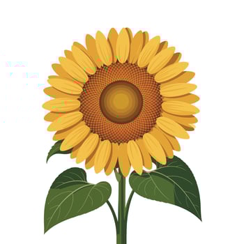 Detailed Full Sunflower Illustration. vector