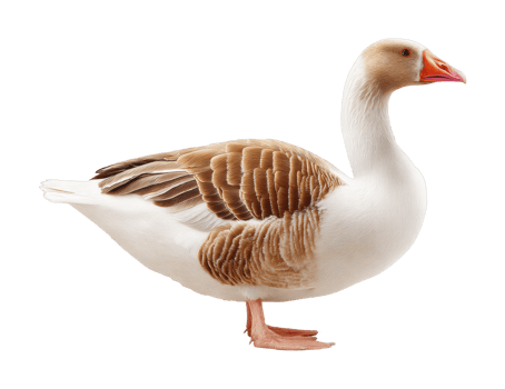 Side view of a domestic goose with brown and white plumage png
