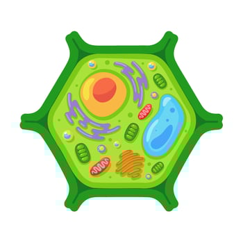 Colorful illustration of a plant cell showing various organelles, ideal for educational and scientific purposes vector