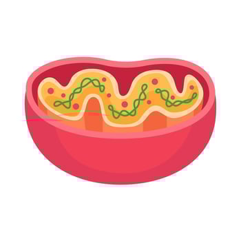 Vibrant cartoon depiction of a mitochondrion showcasing its internal structures in a simplified, educational style. vector