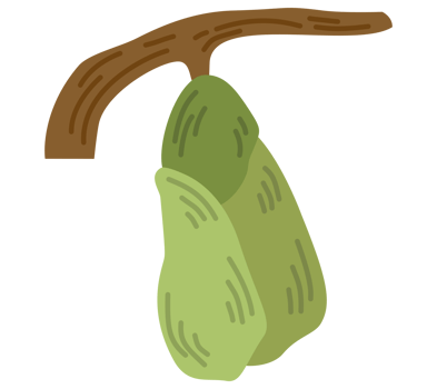 Flat illustration of a cocoon insect png