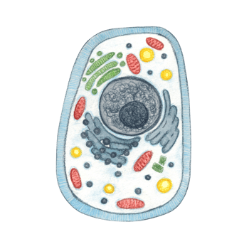 Cytological structure of an animal cell. Watercolor illustration hand drawn, cartoon. Drawing for stickers, posters, postcard blanks, scrapbooking, journaling. science, cytology, biology, research png
