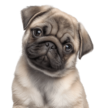 Curious fawn pug puppy with head tilt image isolated transparent. Cute wrinkly dog portrait. Endearing pup with floppy ears cut out . Pet domestic animal cutout photography png