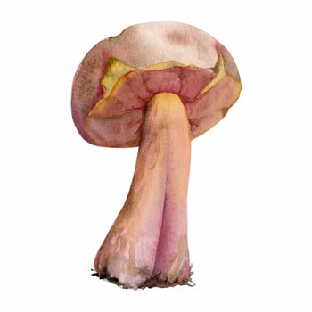Bolete cep porcino suillus mushroom fungus, autumn forest harvest, edible raw ingredient for vegan cooking. Single element hand drawn in watercolor. Seasonal menu recipe books, apothecary labels vector