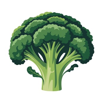 Broccoli illustration isolated on white background vector