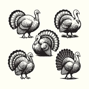 Five Black and White Turkey Illustrations Thanksgiving Birds Farm Animals Vintage Style Graphic vector