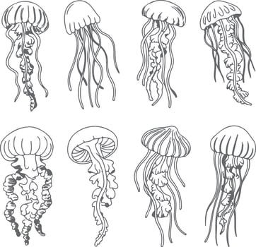 Eight Gray Scale Jellyfish Silhouettes Detailed Line Art Drawings Ocean Wildlife Sea Creatures Aquatic Animals Marine Life Underwater World vector