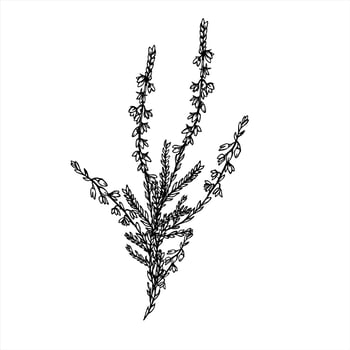 Monochrome heather bush with flowers line art black ink sketch. Scandinavian plant graphic sketch for Christmas decor, herbal medicine labels, nature holiday packaging vector