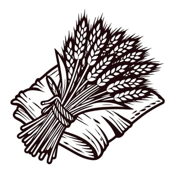 Hand drawn bundle of wheat ears tied together vintage engraved botanical illustration isolated on white background vector