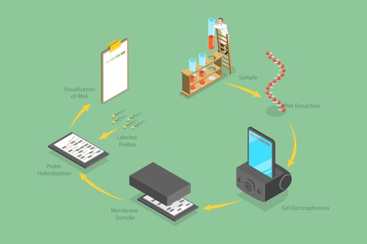 3D Isometric Flat Conceptual Illustration of Northern Blot, Educational Diagram vector