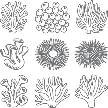 Nine Gray Scale Hand Drawn Ocean Coral Reef Sea Life Illustrations Silhouette Set Underwater Marine Biology Nature Graphic Design Elements vector