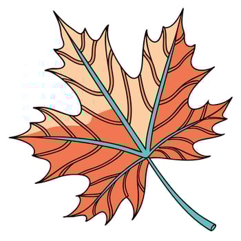 Autumn leaf illustration vector