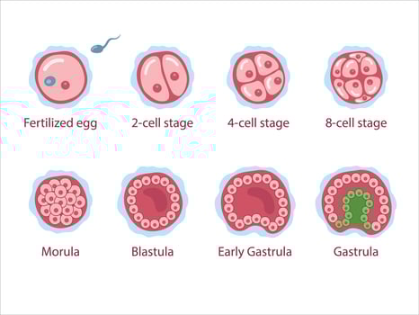 Stages of segmentation of a fertilized ovum. Human embryonic development. Zygote, 2-cell, 4-cell, 8-cell, morula, blastula, gastrula. medical vector