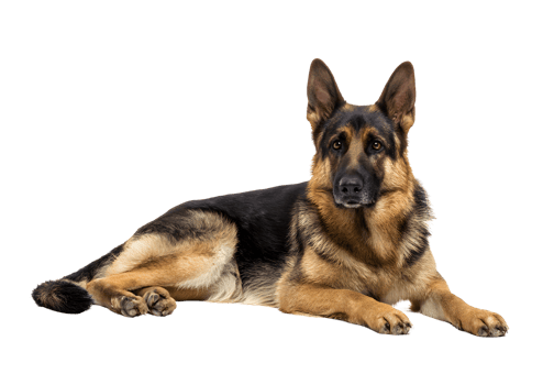 Regal German Shepherd dog transparent isolated image highlighting its noble features and dignified character. png