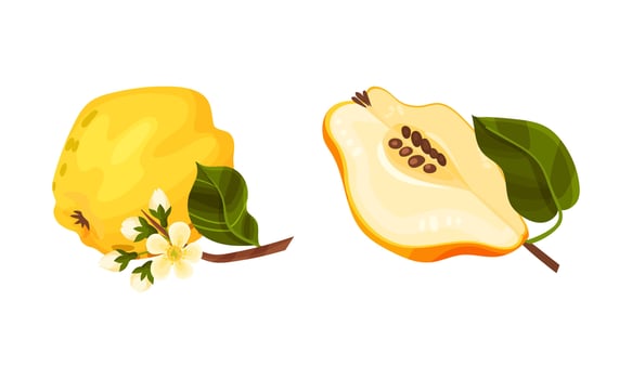 Fresh quince set. Juicy ripe organic fruit, whole and half illustration vector