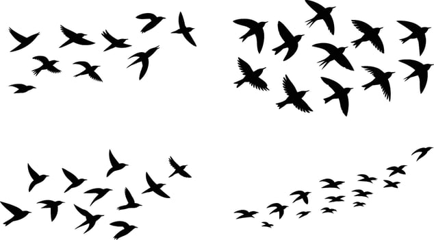 Black bird silhouettes flying freely illustration depicting freedom migration and nature vector