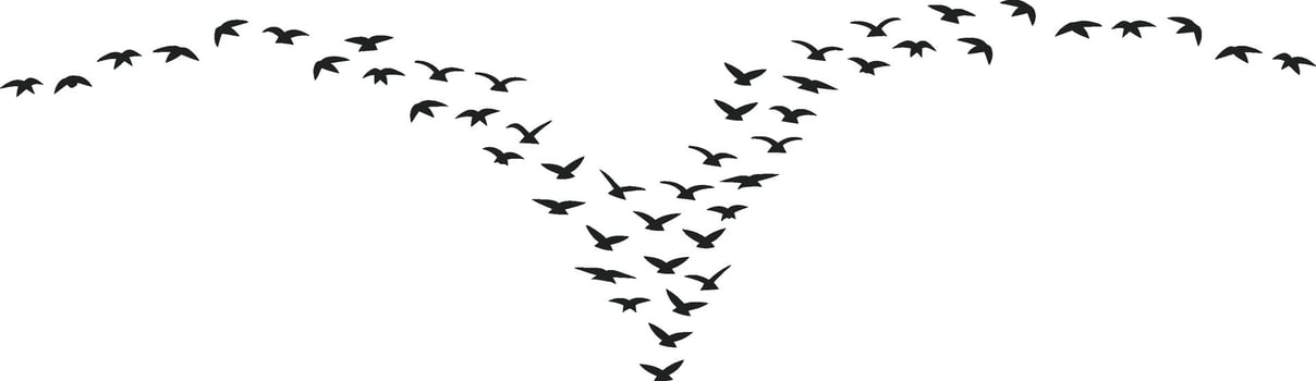 Flock of birds flying in formation black silhouettes against white background vector