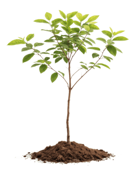 A small tree is growing in the dirt png