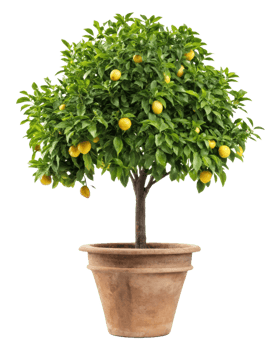 A potted lemon tree in a pot png