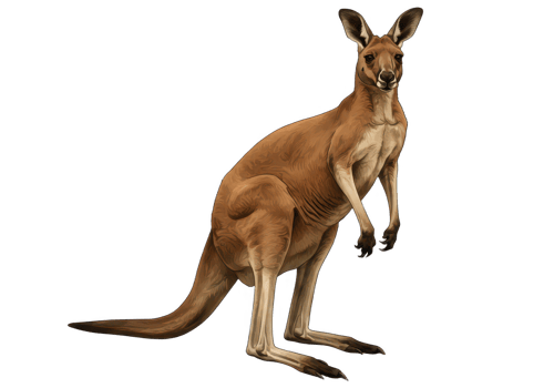 A kangaroo standing on its hind legs png