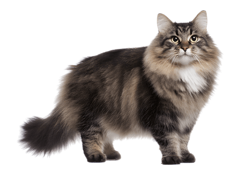 Siberian cat on a transparent background showcasing its luxurious fur and sturdy build. png