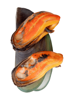Three cooked green mussels in red meat and shell in vertical heap isolated with clipping path in file format png
