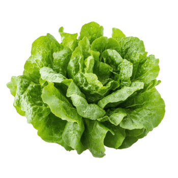 Fresh butterhead lettuce on transparent background png