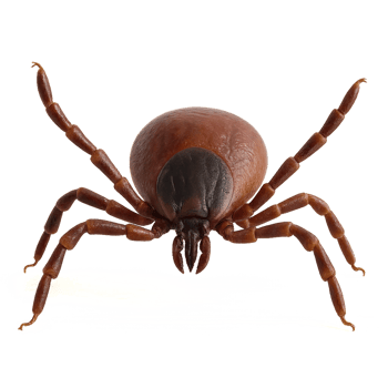 Detailed 3D Anatomy Model of a Tick for Educational Purposes png