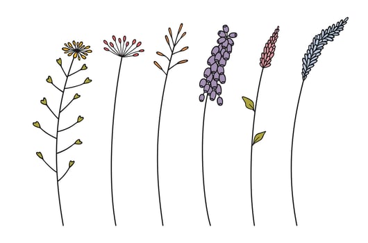 Set of various multi-colored wildflower cluster inflorescences, black color on white background. Hand-drawn flowers and leaves. Wild plants for design projects vector