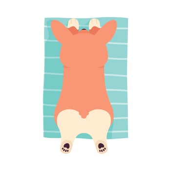 Welsh Corgi with Brown Coat Lying on Carpet Illustration vector