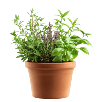 Herbs in a terra pot on transparent background. png