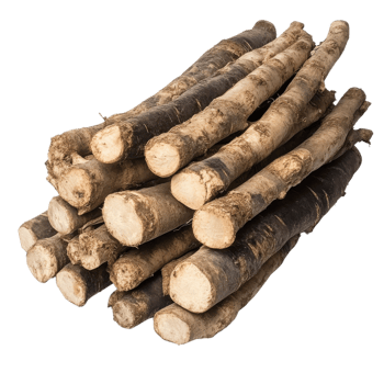 Pile of burdock roots on transparent background. png