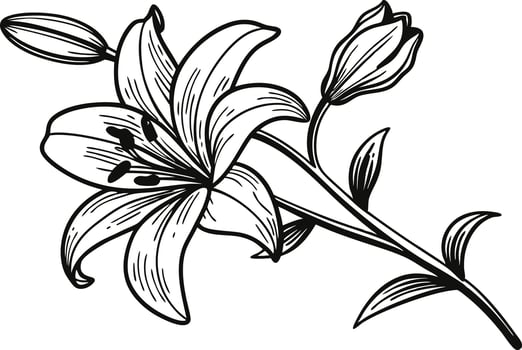 Delicate Botanical Lily Flower Drawing for Graphics vector