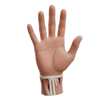 A hand with a wrist band that has muscles on it png