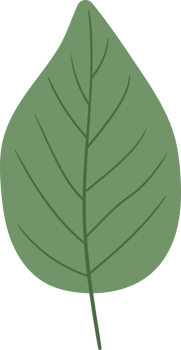 A digitally rendered, green leaf with prominent veins and a simple aesthetic png