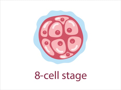 Zygote 8cell stage. The stage of segmentation of a fertilized ovum. Human embryonic development. vector