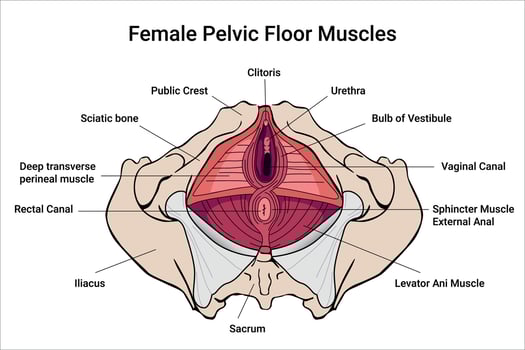 Anatomy of Female Pelvic Floor Muscles. Crotch anatomy, Weakness anatomy and reproductive system the training for constipation. Medical illustration vector