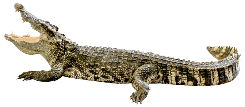 Crocodile Opening Mouth isolated png