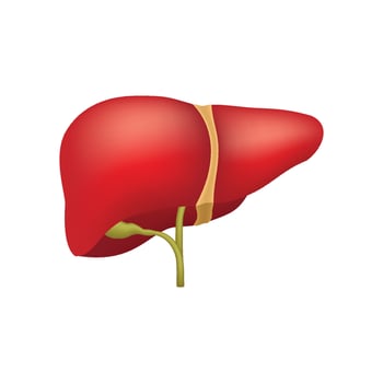 Human Liver Anatomy, internal organ illustration isolated on white background vector