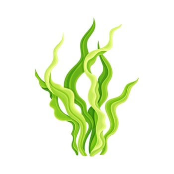 Fresh spirulina plant dietary supplement. Healthy eco product illustration vector