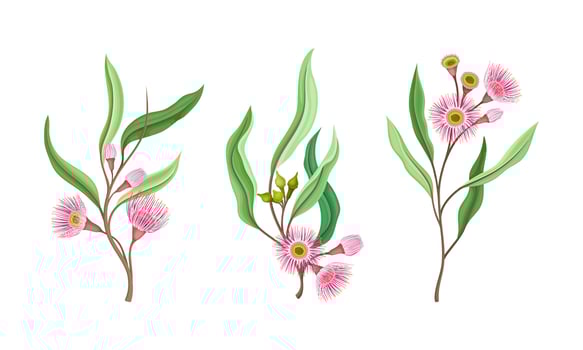 Beautiful pink flowers and oblong leaves set. Summer or spring wildflowers illustration vector